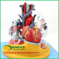 HEART01(12477) Medical Anatomy Transparent Human Anatomical Lung with Heart Model